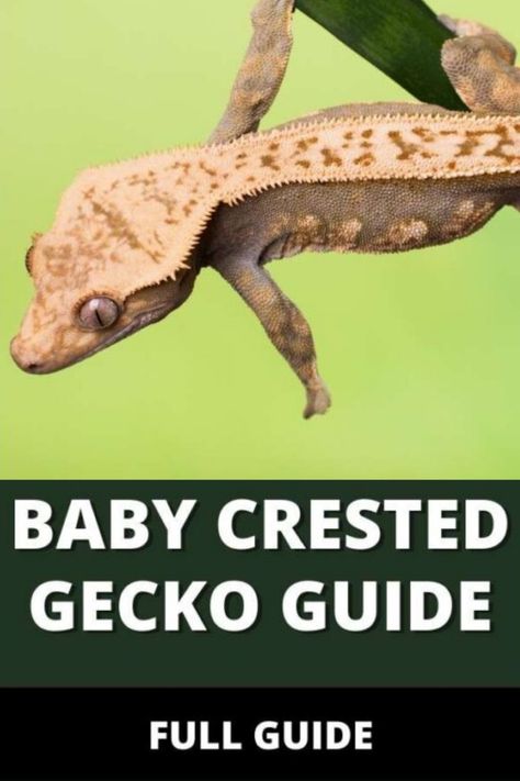 Crested Gecko Food, Eyelash Crested Gecko, Crested Gecko Enrichment, Created Gecko Enclosure, Crested Gecko Colors, Crested Gecko Habitat Ideas, Crested Gecko Terrarium Ideas, Crested Gecko Vivarium, Crested Gecko Habitat