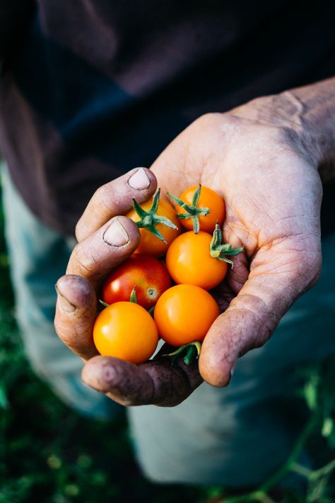 Fried Green Tomatoes Recipe, Gardening Photography, Vegetables Photography, Tomatoes Recipe, Farm Photography, Fried Green Tomatoes, Garden Photography, Green Tomatoes, Garden Photos