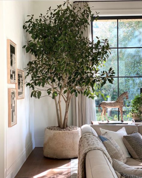 DIY Faux-Real Indoor Tree Large Indoor Plants, Indoor Tree, Living Room Plants, Indoor Trees, Interior Plants, Plant Decor Indoor, House Plants Decor, Room With Plants, Plants Decor