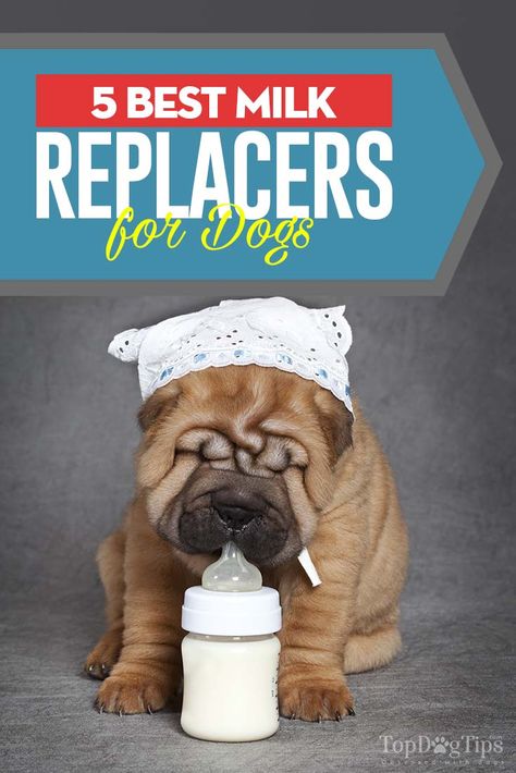 Puppy Milk Replacement Recipe, Bottle Feeding Puppies, Feeding Puppies, Feeding Puppy, Fluffy Dog Breeds, Puppy Formula, Puppy Diy, Puppy Litter, Dog Feeding Station