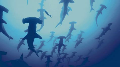 Hammerhead Sharks, Hammerhead Shark, Sharks, The Ocean, Laptop, Wallpapers, Animals