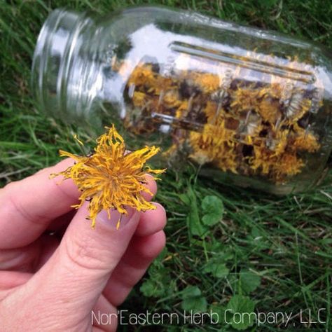 Dandelion Plant, Puff Balls, Dandelion Flowers, Dandelion Tea, Dandelion Leaves, Healthier Food, Dandelion Seed, Dandelion Recipes, Dandelion Flower