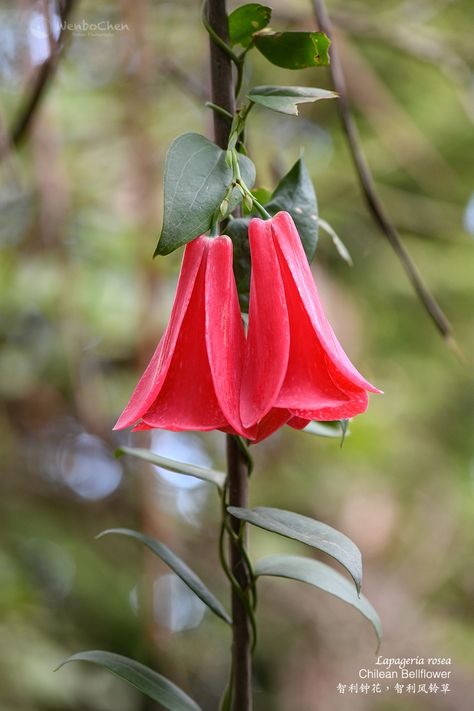 Chilean Bellflower Tattoo, Chilean Folk Art, Colombia Flowers, Lapageria Rosea, Chilean Bellflower, Colombia National Flower, Chile Culture Aesthetic, Dandenong Ranges, Temperate Rainforest