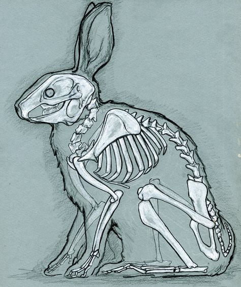 skeleton Rabbit Anatomy, Rabbit Skeleton, Animal Skeleton, Skeleton Anatomy, Skeleton Drawings, Animal Skeletons, Animal Study, Anatomy Sketches, Animal Anatomy