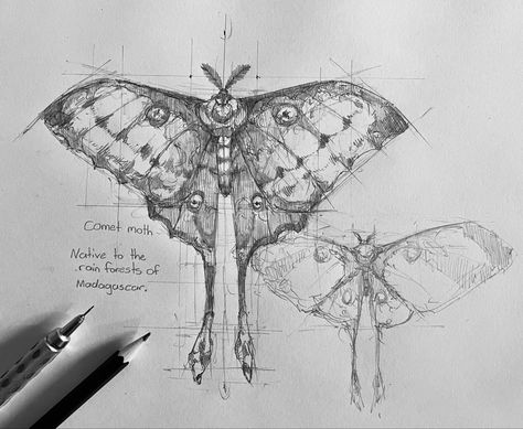 Butterfly Anotamy Drawing, Black And White Moth Drawing, Realistic Moth Drawing, Moth Drawing Aesthetic, Moth Anatomy Drawing, Moth Drawing Sketch, Aesthetic Moth Drawing, Comet Moth Drawing, Moth Ink Drawing