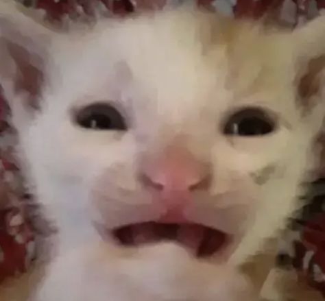 Sus Cat Face, Surprised Cat Reaction Pic, Ermmm What The Flip Cat, Reaction Pictures Cat, Low Quality Cat Pics, Holding Back Tears Reaction, Silly Cat Images, Cat Images Funny, Cat Meme Faces