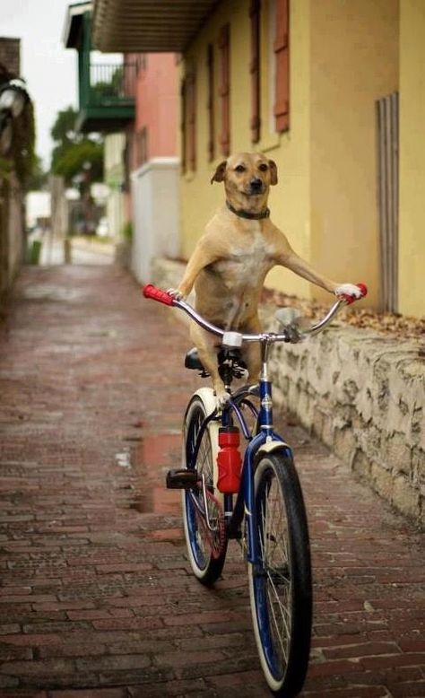 Dog on bike Sweet Shots, Funny Vintage Photos, Weird Vintage, Bike Photography, Funny Bears, Foto Art, Weird Animals, Vintage Humor, Funny Animal Pictures