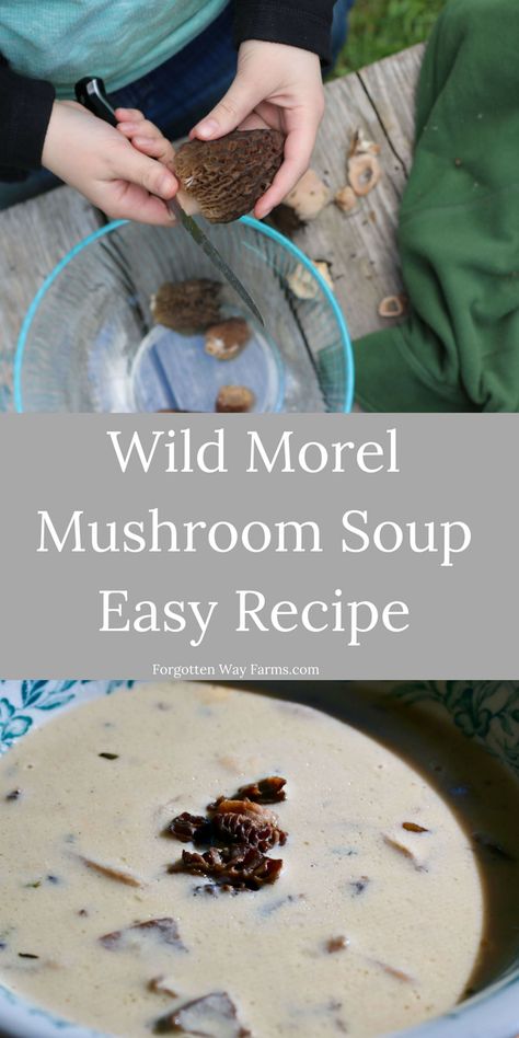 Wild Morel Mushroom Soup Recipe - Forgotten Way Farms Morel Mushroom Soup, Morel Mushroom Soup Recipes, Morel Soup, Cream Of Morel Mushroom Soup, Moral Mushroom Recipes, Stuffed Morel Mushroom Recipes, Morel Mushrooms, Morrell Mushroom Recipes, Moral Mushrooms