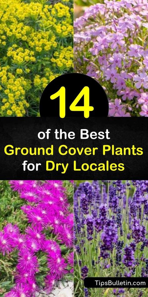 Colorado Ground Cover, Desert Ground Cover, Texas Ground Cover Plants, Drought Tolerant Ground Cover California, Ground Cover Drought Tolerant, Lawn Substitute, Sedum Ground Cover, Backyard Planting, Best Ground Cover Plants