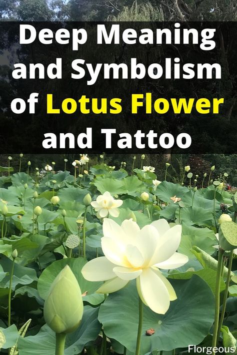 Lotus Flower What Does The Lotus Flower Mean, What Does A Lotus Flower Symbolize, Lotus Color Meaning, Meaning Of Lotus Tattoo, Lutos Tattoo Design Lotus Flowers, Lotus Drawing Tattoo, Lotus Flower Color Meaning, Lotus Symbol Meaning, Lotus Meaning