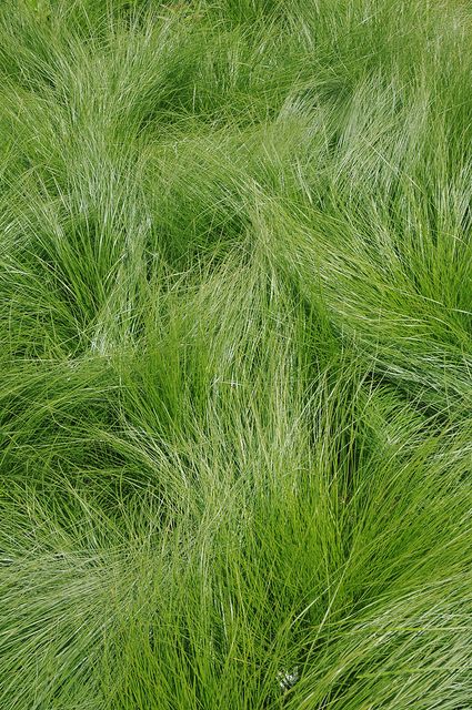 Piet Oudolf garden by guybamboe, via Flickr Easy Perennials, Dutch Gardens, Fresh Cut Grass, 타이포그래피 포스터 디자인, Visual Texture, Green Grass, Ornamental Grasses, Green Aesthetic, Natural Texture