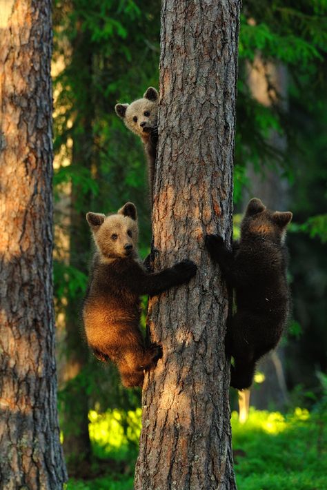 Photo Ours, National Geographic Photo Contest, National Geographic Photography, Brown Bears, Momma Bear, Photography Contests, Bear Cubs, National Geographic Photos, Black Bear