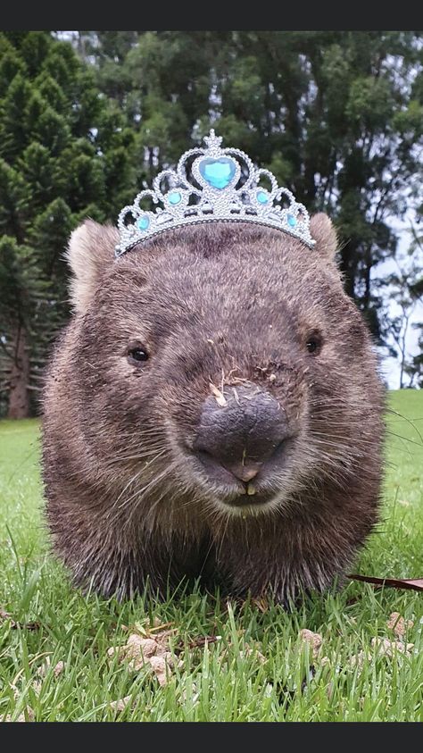 Wombat Aesthetic, Wombat Tattoo, Wombat Pictures, Wombat Drawing, Nature Wallpapers Aesthetic, Wombat Stew, Aesthetic Wildlife, Cute Wombat, Animal T Shirt