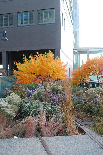 Rhus Typhina, Landscape Hardscape, Backyard Garden Diy, Tiger Eyes, Garden Shrubs, High Line, Autumn Garden, Small Gardens, Garden Spaces