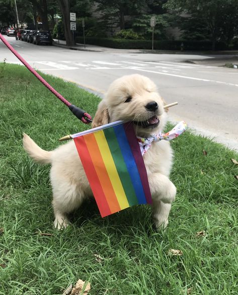 WeRateDogs™ 🏳️‍🌈 on Twitter: "This is Bodie. He’s thrilled you finally asked about his Pride pose. Been working on it for weeks. 14/10 it’s delightful Bodie #PrideMonthPuppo… https://t.co/YXWfyKXCCq" Cutee Animals, Rainbow Dog, Dog Icon, Lgbt Love, Bear Dog, Rainbow Flag, Cute Little Animals, Pride Flags, A Dog