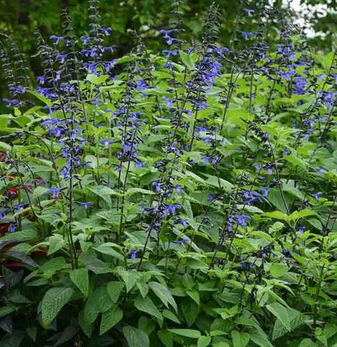 Salvia guaranitica 'Black & Bloom' (Anise-Scented Sage) Salvia Guaranitica Black And Blue, Black And Bloom Salvia, Salvia Black And Blue, Black And Blue Salvia, Rose Companion Plants, Salvia Plants, Easy Perennials, Dark Blue Flowers, Hummingbird Garden