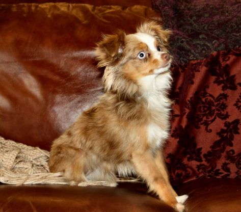 Toy Aussie Full Grown, Toy Australian Shepherd Full Grown, Teacup Aussie, Toy Aussies, Ceo Style, Toy Australian Shepherd, Mini Aussies, Toy Aussie, Australian Dog