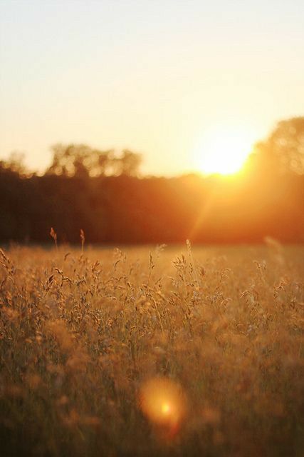 Fields Of Gold, The Meadows, Kazan, Image Hd, Golden Hour, Nature Beauty, Sunrise Sunset, Beautiful Nature, Beautiful Pictures