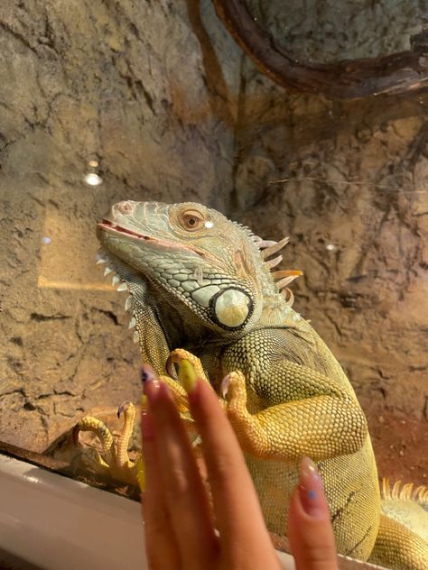 nails idea | girl & lizard | i love animals Zoo Asthetic Picture, Zoo Aesthetic With Friends, Zoo Pictures Ideas, Zoo Photo Ideas, Aesthetic Lizard, Lina Core, Lizard Girl, Year Board, Zoo Pictures