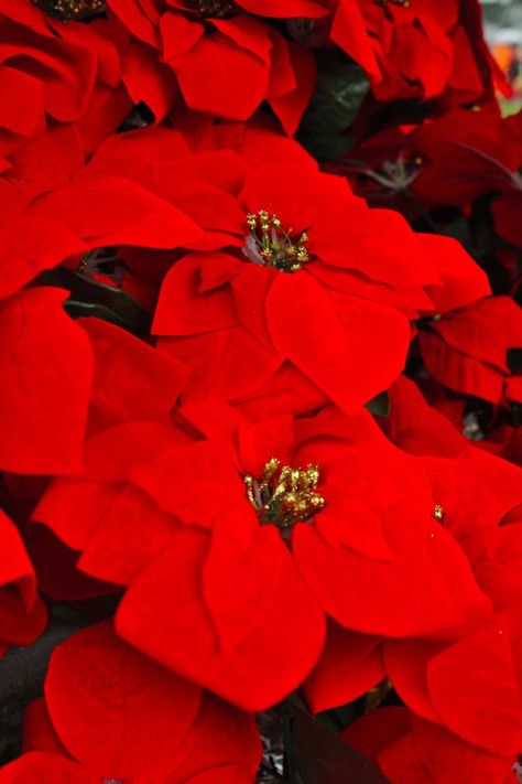 Christmas Decor Ideas With Poinsettias, Poinsettias On Christmas Tree, Decorating With Pointsettas, Christmas Poinsettias Decorating Ideas, Decorating With Poinsettias Christmas, Pointessia Christmas, Decorating With Poinsettias, Poinsettas Around Christmas Tree, Poinsettia Decorating Ideas