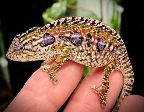 Carpet Chameleon, Rainbow Chameleon, Chameleon Color, Chameleons, Leopard Gecko, Lizards, Gecko, All The Colors, Carpet