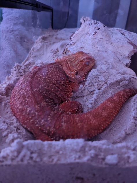 Bearded dragon Bearded Dragon Dressed Up, Bearded Dragon Aesthetic Tank, Fat Bearded Dragon, Aesthetic Bearded Dragon, Bearded Dragon Pictures, Bearded Dragon Wallpaper, Bearded Dragon Aesthetic, Red Bearded Dragon, Summer Beard