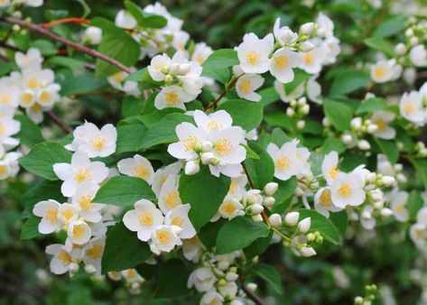 How to Grow a Mock Orange or English Dogwood ~ Garden Down South Mock Orange Shrub, Philadelphus Coronarius, White Flowering Shrubs, Fast Growing Shrubs, Shrubs For Privacy, Low Maintenance Shrubs, Flowering Bushes, Mock Orange, Cottage Garden Plants