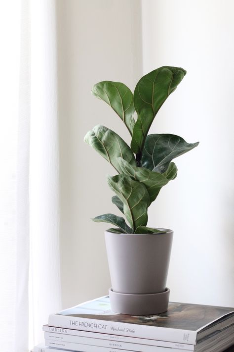 Plant Refrences Photos, Photos Plant Ideas, Plants Photoshoot Ideas, Indoor Plants Photography, House Plant Photography, Houseplant Photography, Plants Aesthetic Minimalist, Interior Decor Minimalist, Plant Photoshoot