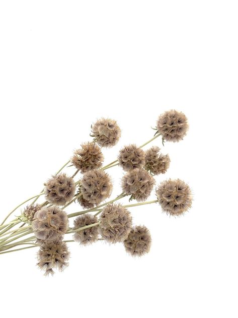 Scabiosa Pods, Flower Farm, Dried Flowers, California, Velvet, Embroidery, Flowers, Fashion Design, Color