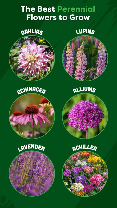 Purple and pink flower colour scheme. The top 6 easy-growing perennial flowers - dahlias, lupins, echinacea, alliums, lavender and achillea. Echinacea Plant Garden Ideas, Echinacea Garden, Lupins Flowers Garden, Echinacea And Lavender Garden, Heather And Lavender Garden, Lupine Companion Plants, Purple Echinacea, Pale Purple Coneflower, Growing Dahlias