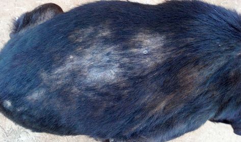 Dog Hair Loss Home Remedies – Top Dog Tips Dog Losing Hair, Food Dogs Cant Eat, Dog Whisperer Cesar Millan, Senior Dog Food, Dog Mange, Home Remedies For Fleas, Flea Remedies, Senior Dog Food Recipes, Hair Of The Dog