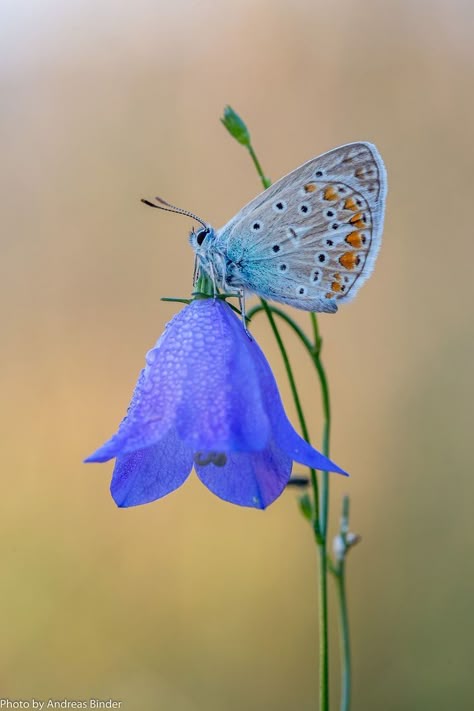 Butterfly On The Flower, Glasswing Butterfly, Bumble Bee Tattoo, Butterfly On Flower, Butterfly Photo, Butterfly Photography, Beautiful Butterfly Pictures, Beautiful Butterfly Photography, Flying Flowers