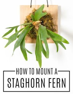 Make your own vertical garden by mounting and hanging a staghorn fern Fern Care Outdoor, Staghorn Fern Care, Staghorn Plant, Staghorn Fern Mount, Elkhorn Fern, Fern Care, Ferns Care, Hanging Plants Diy, Staghorn Fern