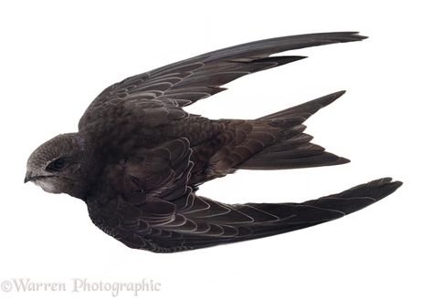 Photograph of Eurasian Swift (Apus apus). Rights managed white background image. Bird Landing, Swift Bird, Birds Photos, Hand Built Pottery, Bird Photo, Wildlife Art, Art Studies, Creature Art, Japanese Art