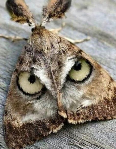 Nature is Lit on Twitter: "Yes that's a real pattern.… " Cool Insects, Owl Eyes, Beautiful Bugs, Unusual Animals, Arthropods, Airbrush Art, Bugs And Insects, Weird Animals, Giza