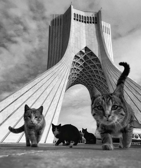 Animal Photos, A Cat, Iran, Magazine, Instagram