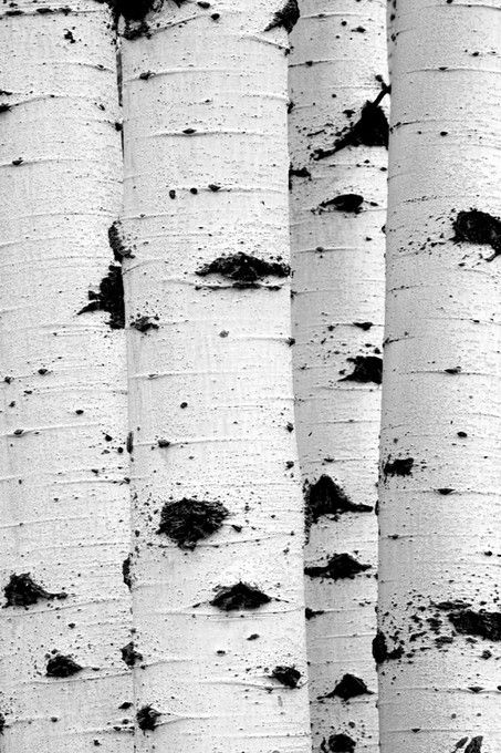 Aspen Trunks 수채화 그림, Tree Photography, Birch Trees, Birch Tree, Tree Bark, Shades Of White, Patterns In Nature, Beautiful Tree, Color Textures