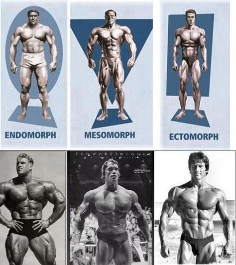 Body Types | SimplyShredded.com - Body Building Forum | Page 1 Motivational Tshirts, Bodybuilding Nutrition, Body Builder, Bodybuilding Motivation, Workout Guide, Bodybuilding Workouts, Weight Training, Bodybuilder, Fitness Gym