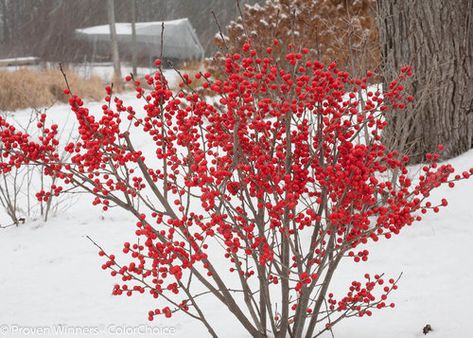 16 Winter Gardening Ideas & Tips | Proven Winners Winterberry Holly, Holly Shrub, Fruit Bearing Trees, Fragrant Garden, Fall Fruits, Planting Shrubs, White Plants, Garden Shrubs, Holly Berry