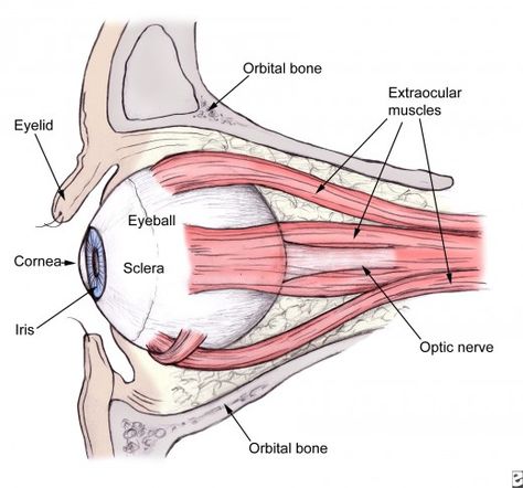 Eye Health Remedies, Eye Muscles, Eye Anatomy, Medical Transcription, Eye Sight Improvement, Eye Exercises, Muscle Anatomy, Vision Eye, Healthy Eyes