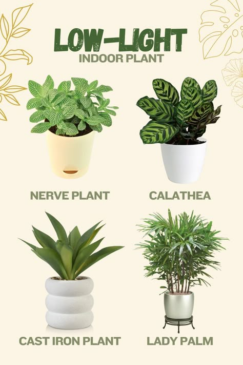 Living in a dark space? These plants are perfect for you! But you could always get grow lights! 😉 #interiorrewilding #livingdesign #growlights #livingdecor #houseplanthome #growlight #plantcaretips #plantcorner #plantscaping #interiorscape Plants With Low Light, Uplight Indoor Plant, Low Light Plants Indoor, House Plant Low Light Indoor, Indoor Plants Light Guide, Houseplant Light Guide, Indoor Plants That Don’t Need Sunlight, Low Maintenance Indoor Plants, Low Light House Plants