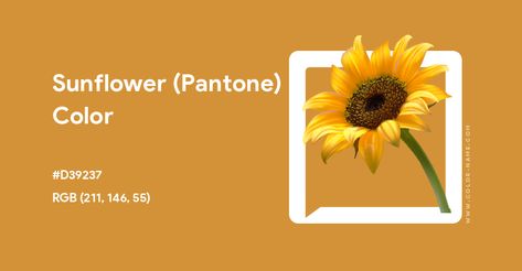 Sunflower (Pantone) color hex code is #D39237 Split Complementary Colors, Dark Orchid, Rgb Color Wheel, Hex Color, Pantone Colour Palettes, Rainbow Palette, Web Colors, Room Wall Painting, Hex Codes