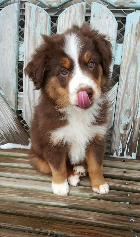 Cute Puppy Wallpaper, Aussie Puppies, Super Cute Puppies, Cute Doggies, Cute Animals Puppies, Cute Dog Pictures, Really Cute Dogs, Baby Animals Pictures