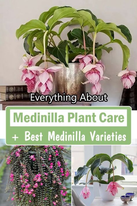 Here are all the details on Medinilla Plant Care, along with the Best Medinilla Varieties! Pick your favorite one out! Medinilla Magnifica Plants, Medinilla Plant, Madhumalti Plant, Medinilla Magnifica, Pink Lanterns, Flowering House Plants, Plant Care Houseplant, Hydrangea Garden, Plants Indoor