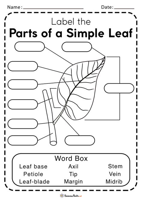 Leaf Structure And Function, Parts Of A Leaf, Human Heart Diagram, Plants Worksheets, Heart Diagram, Leaf Structure, Word Boxes, School Homework, Free Printable Cards