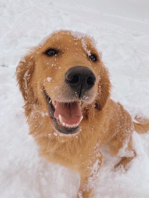 Golden Retriever Snow, Golden Retriever Winter, Golden Retriever Smile, Golden Retriever Christmas, Golden Retriever Funny, Cute Animals Puppies, Very Cute Dogs, Cute Dog Pictures, Pretty Dogs