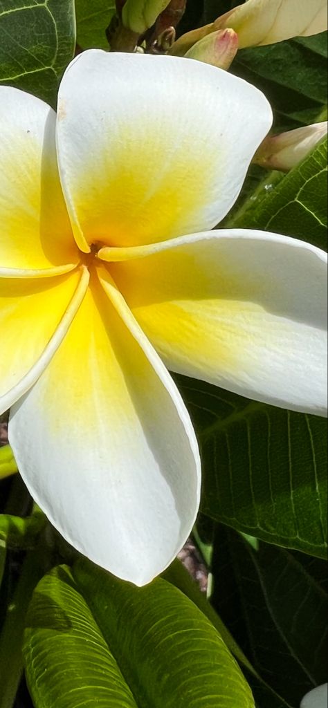 #flowers #outdoors #frangipani #aesthetic #white #yellow #blogger #nature Frangipani Aesthetic, White Frangipani, Aesthetic White, Favorite Flower, Flower Rose, Pale Yellow, Summer Aesthetic, Pretty Flowers, Hibiscus