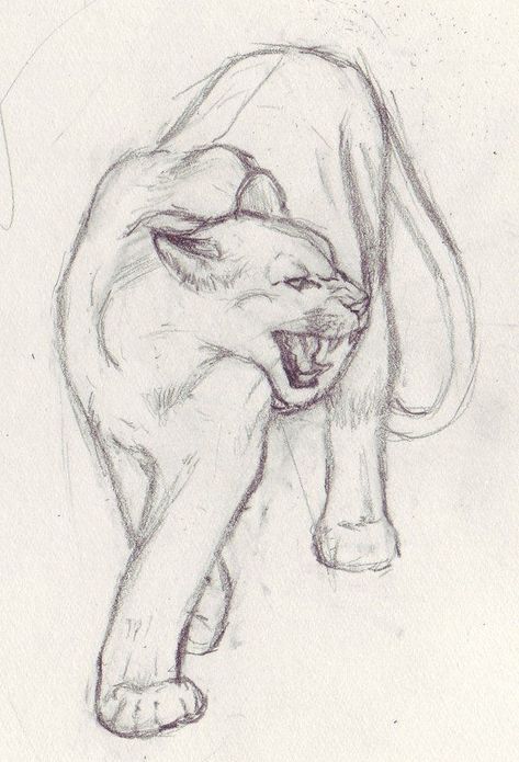 Animal Drawings Sketches, Stuff To Draw, Art Tools Drawing, Easy Drawings Sketches, Animal Drawing, Sketches Simple, Art Drawings Sketches Creative, Animal Sketches, Sketch Ideas