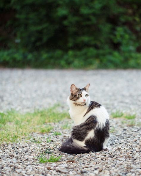 Cat Looking Back, References Animals, Sphynx Cat Tattoo, Cat Inspiration, Long Haired Cat, Cat And Dog Photos, Cat Poses, Cat References, Cat Fountain