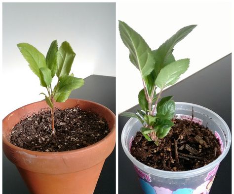 Apple Tree In A Pot, Tree In A Pot, Apple Tree From Seed, Tree Seedlings, Apple Trees, Pot Plants, Garden Veggies, Apple Seeds, Growing Fruit